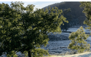 Frost