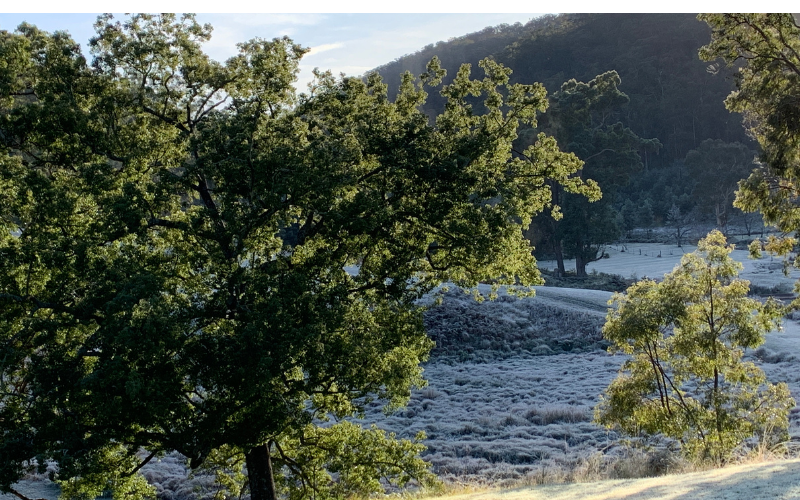 Frost